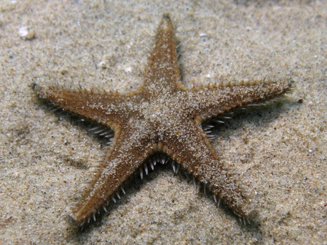 Astropecten spinulosus (Philippi, 1837)